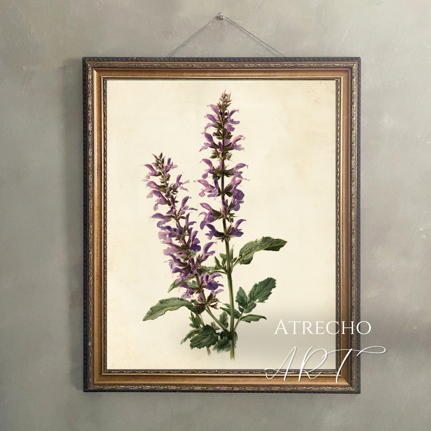 Framed Spanish sage art print hanging on a neutral wall, antique botanical illustration in purple and green by Atrecho Art