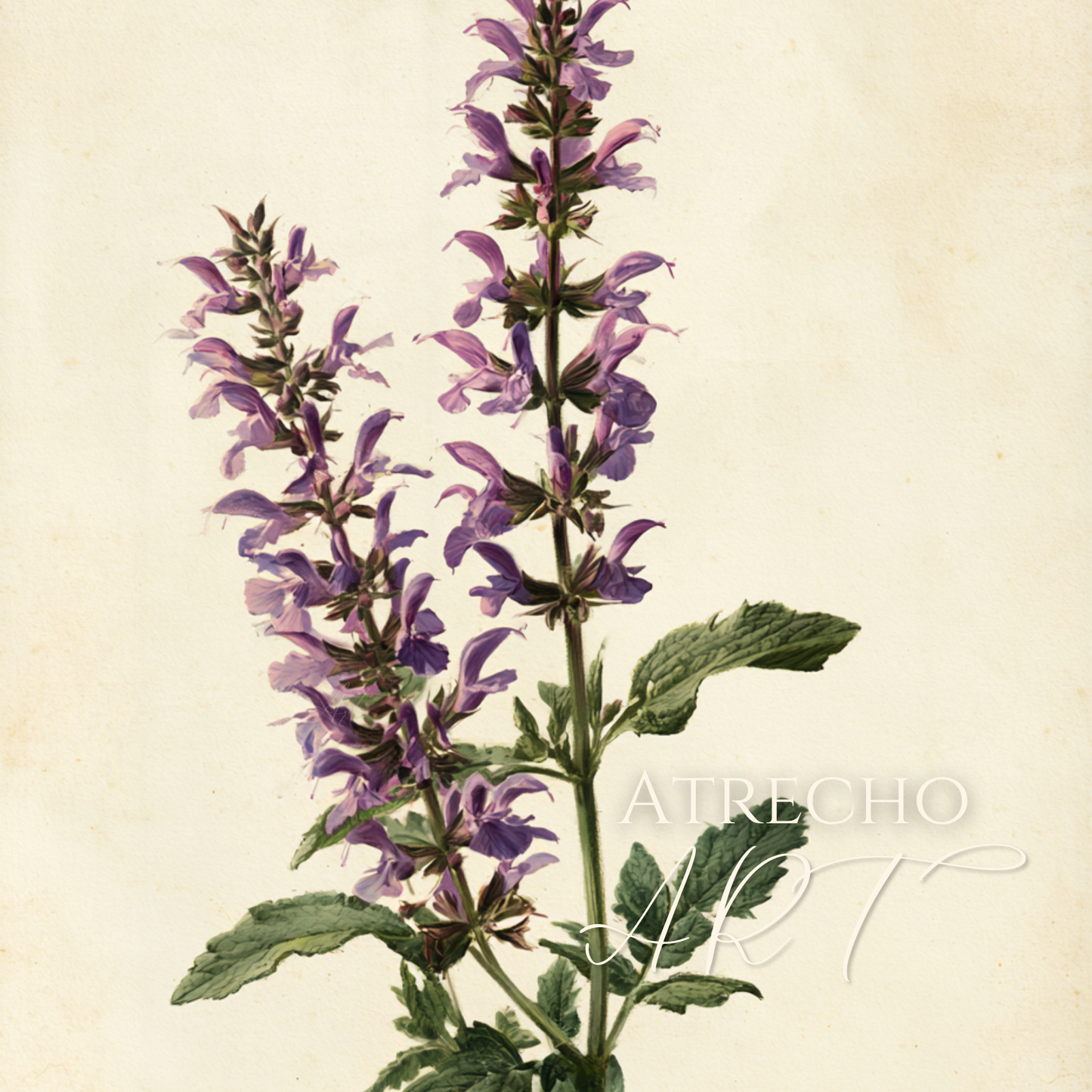 Spanish sage art print resting on natural linen, muted violet and sage-green botanical study by Atrecho Art