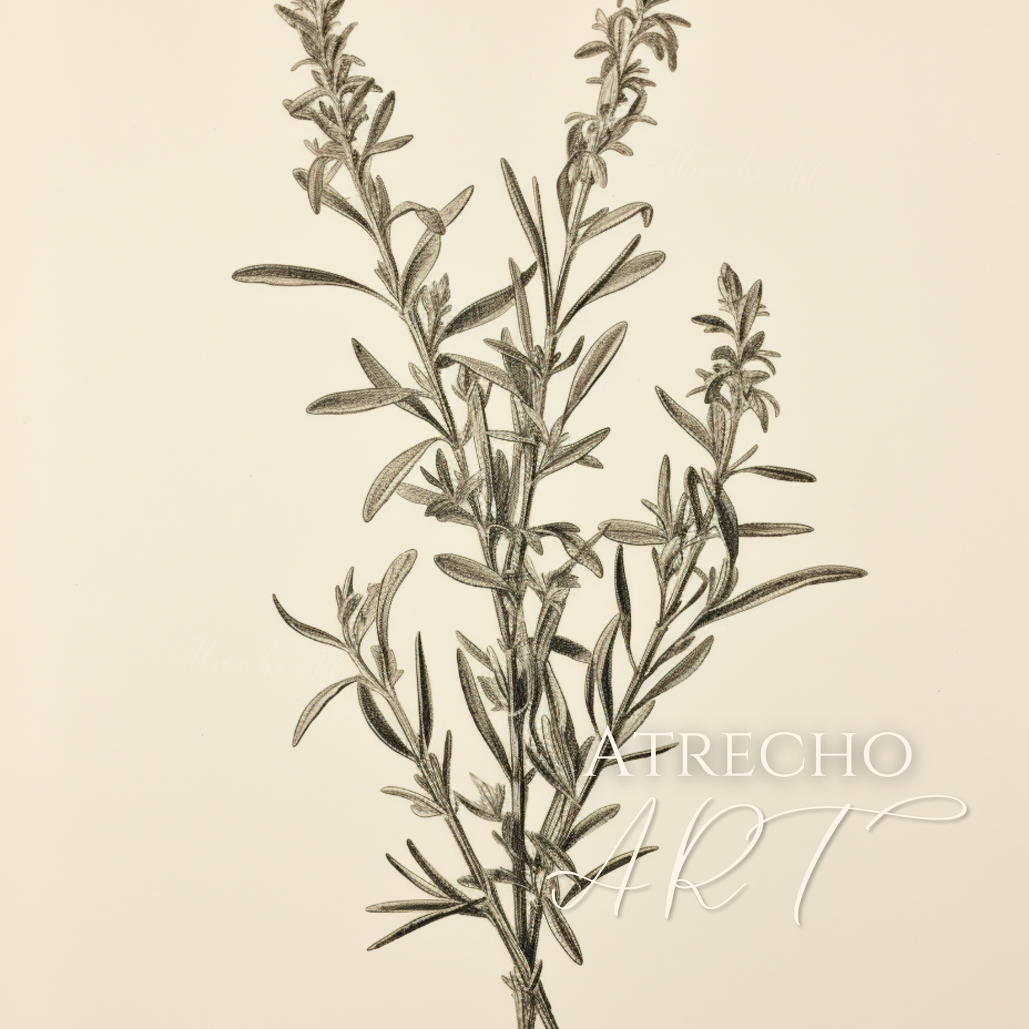 ROSEMARY | Printed Artwork | TR10