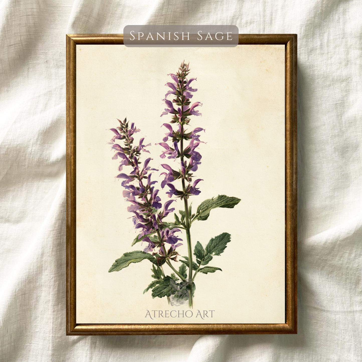 Two spikes of purple Spanish sage with green leaves on aged cream paper, antique botanical illustration by Atrecho Art