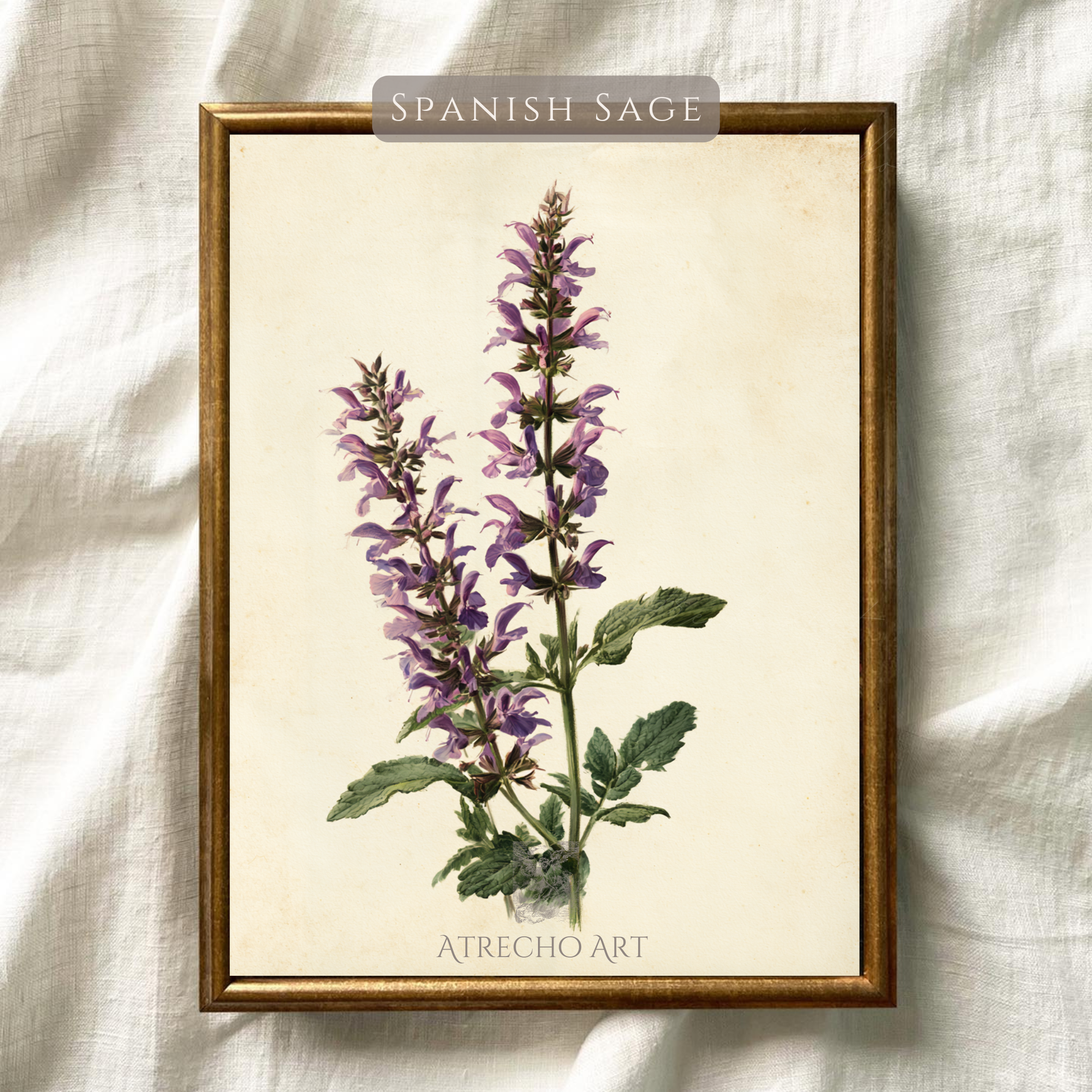 Two spikes of purple Spanish sage with green leaves on aged cream paper, antique botanical illustration by Atrecho Art