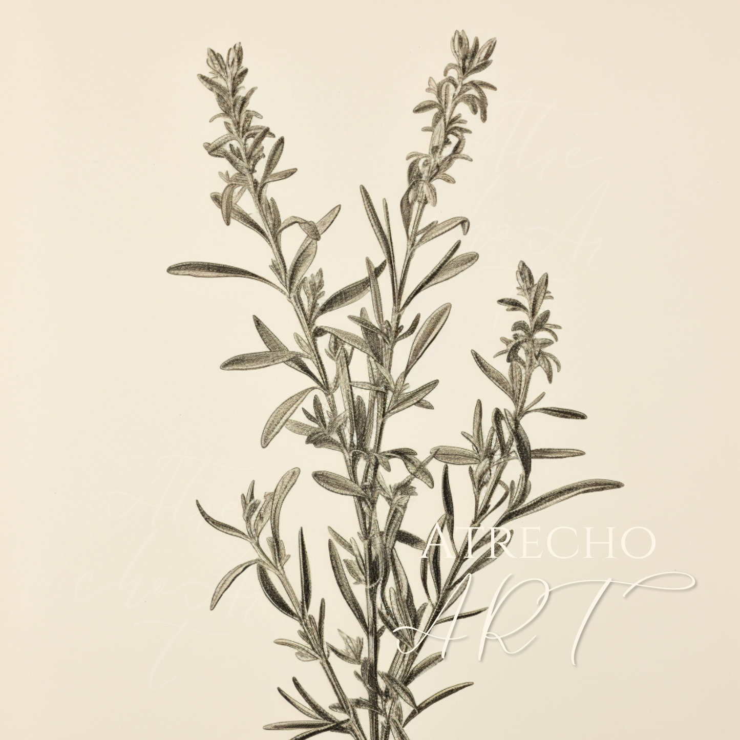 ROSEMARY | Printed Artwork | TR10